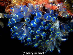 Lovely bunch of blue tunacates by Marylin Batt 
